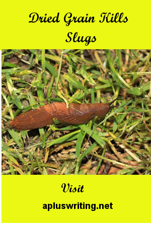 Slug on grass