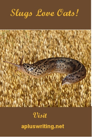 A brown slug with black spots crawling on oat kernels