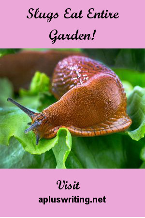 Slug crawling on and chomping on lettuce leaves