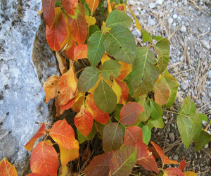 Poison ivy in the autumn