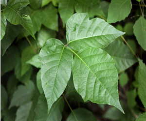 Poison ivy leaves of three