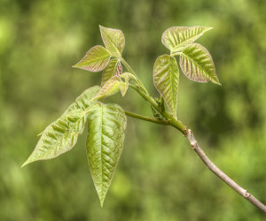 Poison ivy plant