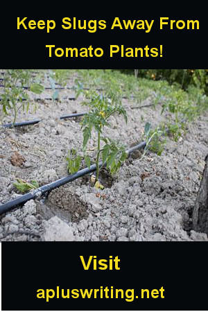 Tomato plants being watered by drip irrigation