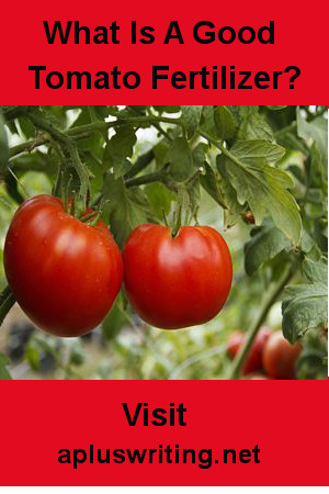 Tomato plant with 2 luscious red tomatoes