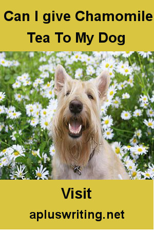 Wheaten Scottish terrier sitting in bed of chamomile flowers