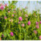 Beautiful red clover plants blooming