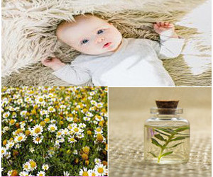 Chamomile Soothes Colic