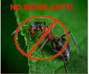 Control Ants Without Poison