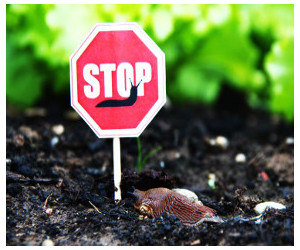Slug stopped from entering lettuce bed with stop sign