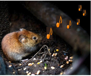 Mice Sing To Mates
