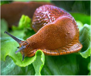 Golden slug sitting on lettuce leaves