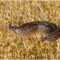 Spotted slug sitting on oats