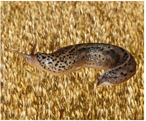 Spotted slug sitting on oats