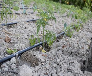 Tomato plants being watered by drip irrigation