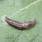 Tiger slug sitting on a leaf
