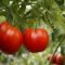 Tomato plant with 2 luscious red tomatoes