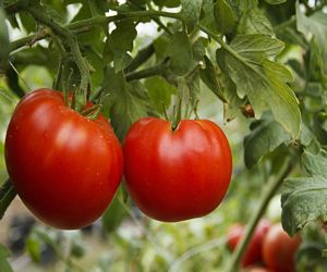 What Is A Good Tomato Fertilizer