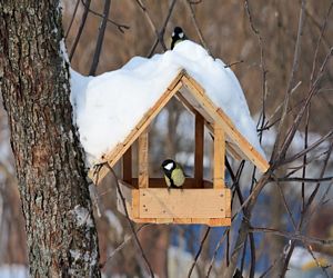 Winter Bird Feeding Tips