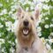 Wheaten Scottish terrier sitting in bed of chamomile flowers