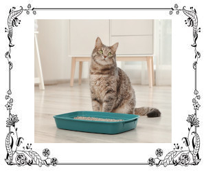 Cat sitting by litter box