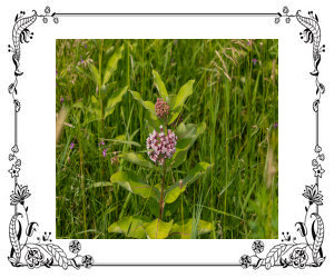 A milkweed plant in a field.