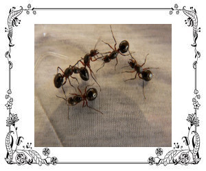 Ants on a tablecloth