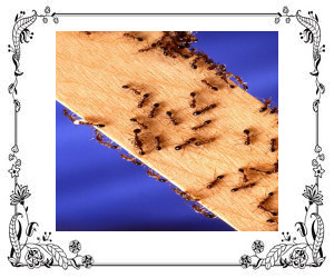 Ants on a piece of lumber