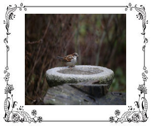 Sparrow sitting on edge of birdbath