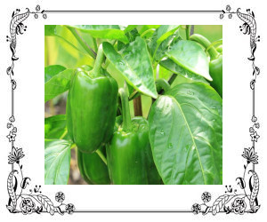 A pepper plant with green bell peppers.
