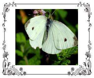 A white cabbage butterfly on green leaves