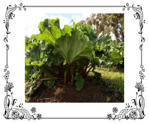 A rhubarb plant with large leaves