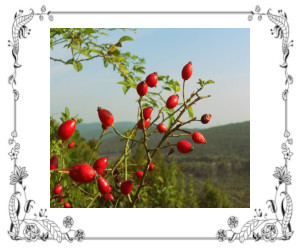 Rose Hips For Arthritis