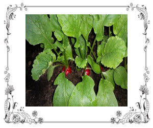 Radishes growing in a garden bed