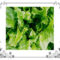 Fresh green lettuce leaves