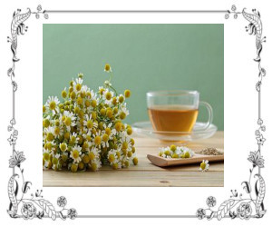 Chamomile For Allergies