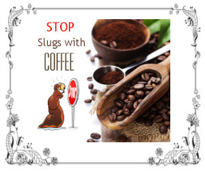 Coffee beans with a stop sign and a slug being stopped by the stop sign.
