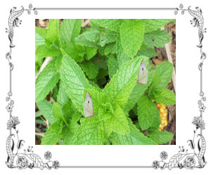 Cabbage butterflies on mint leaves