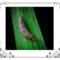 A slug on a green leaf