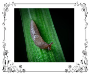 A slug on a green leaf