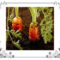 Carrots in a garden ready to harvest