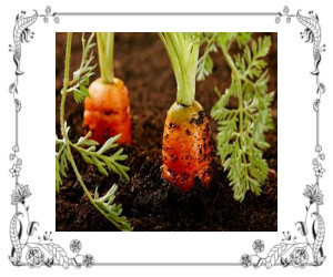 Carrots Companion Plants