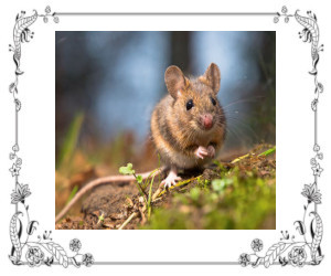 A mouse sitting on the ground eating.