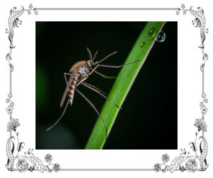 A mosquito on a leaf