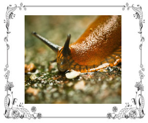 A golden-brown slug slithering across the soil