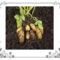 Freshly dug potatoes lying on the soil