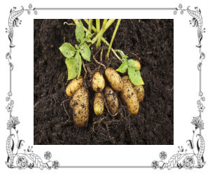 Freshly dug potatoes lying on the soil