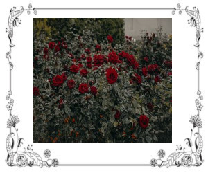 Tips On Growing Roses