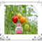 A bottle of Tomato Perfume hanging on a tomato plant with several tomatoes.