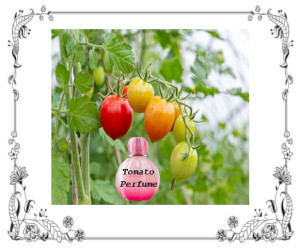 A bottle of Tomato Perfume hanging on a tomato plant with several tomatoes.