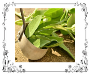 Sage leaves overflowing from a ladle